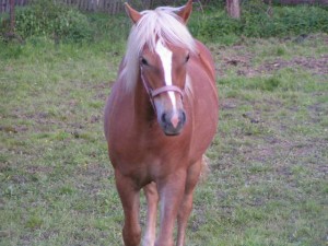 Obrazek