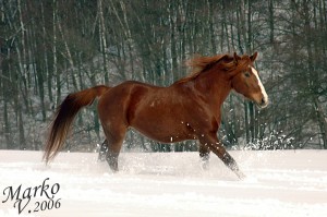 Obrazek