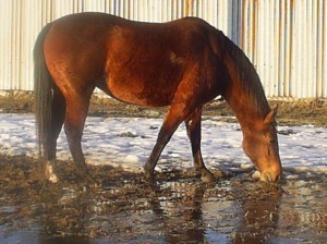Obrazek