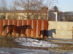 Obrazek
